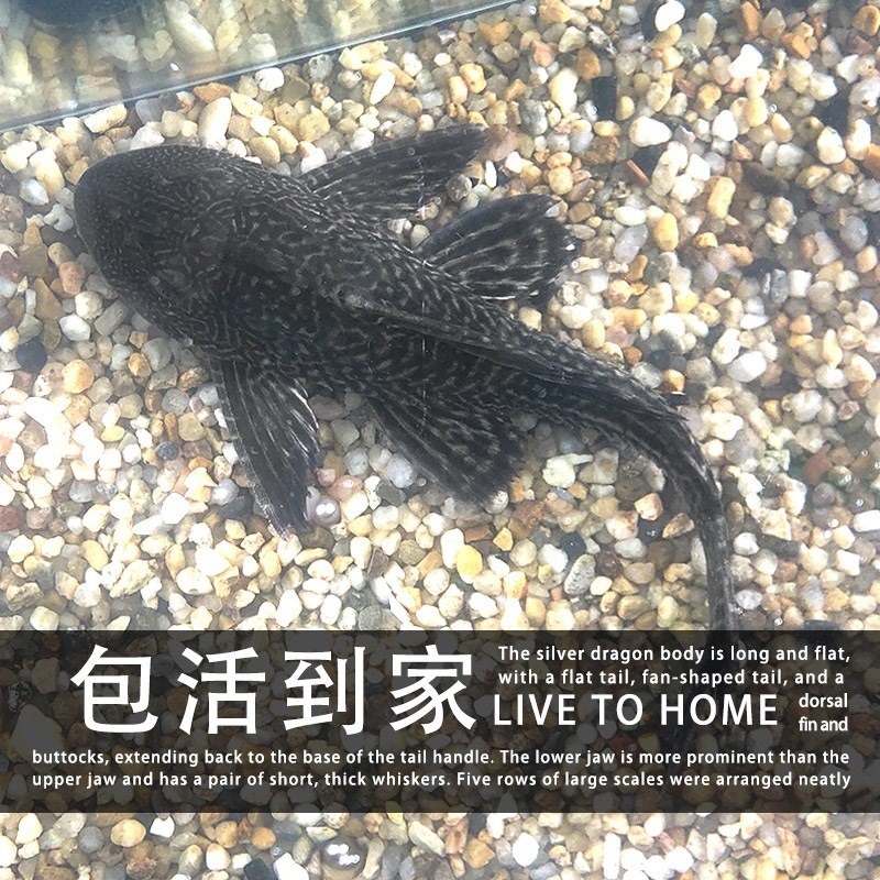 速发清道夫清缸鱼洁工鱼观赏热带淡水冷水专吃垃圾粪便清理藻类金