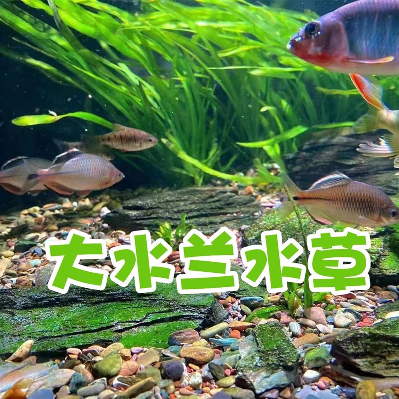 速发大水兰水草原生鱼缸景懒活阴性水下叶养人水草造好淡水植物好