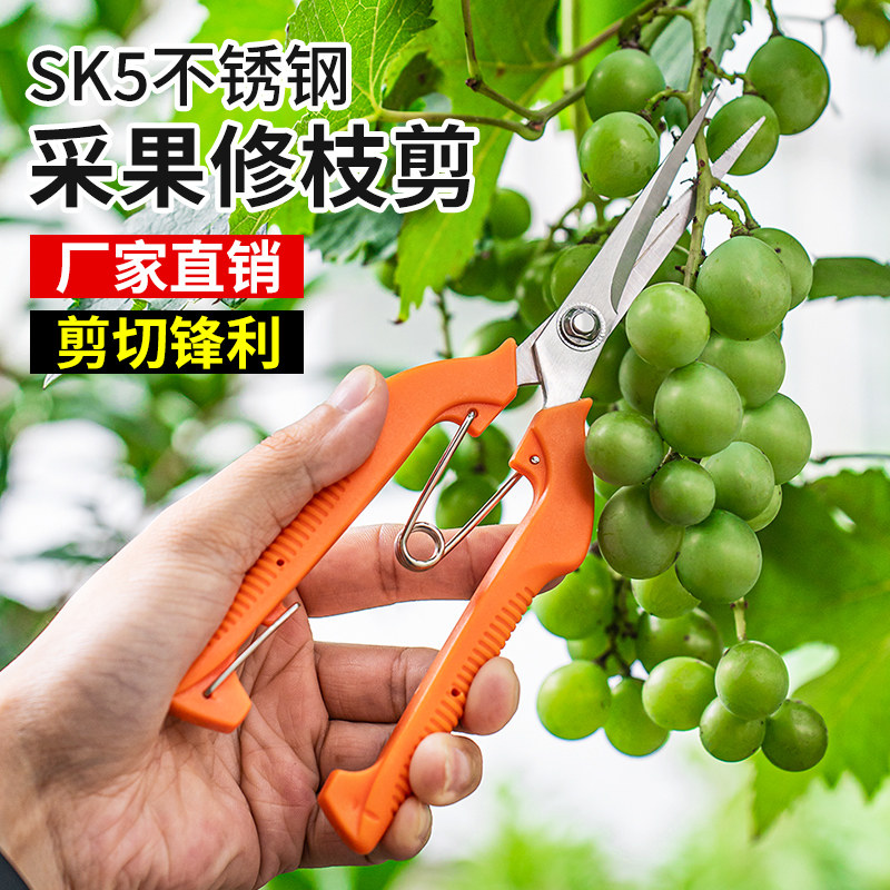 速发采果用刀剪葡萄枝专剪修枝神疏果剪稀果剪摘花椒剪器水果摘果