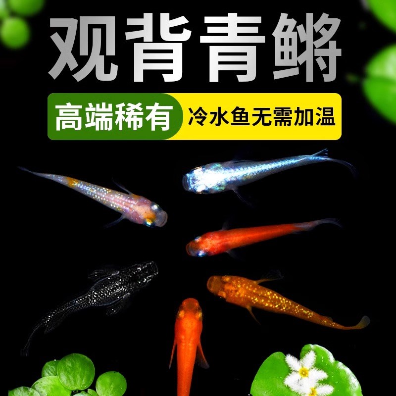 速发观背青鳉观赏鱼冷水养苗好生耐活小型锦鲤鱼孵化青鳉原鱼小鱼
