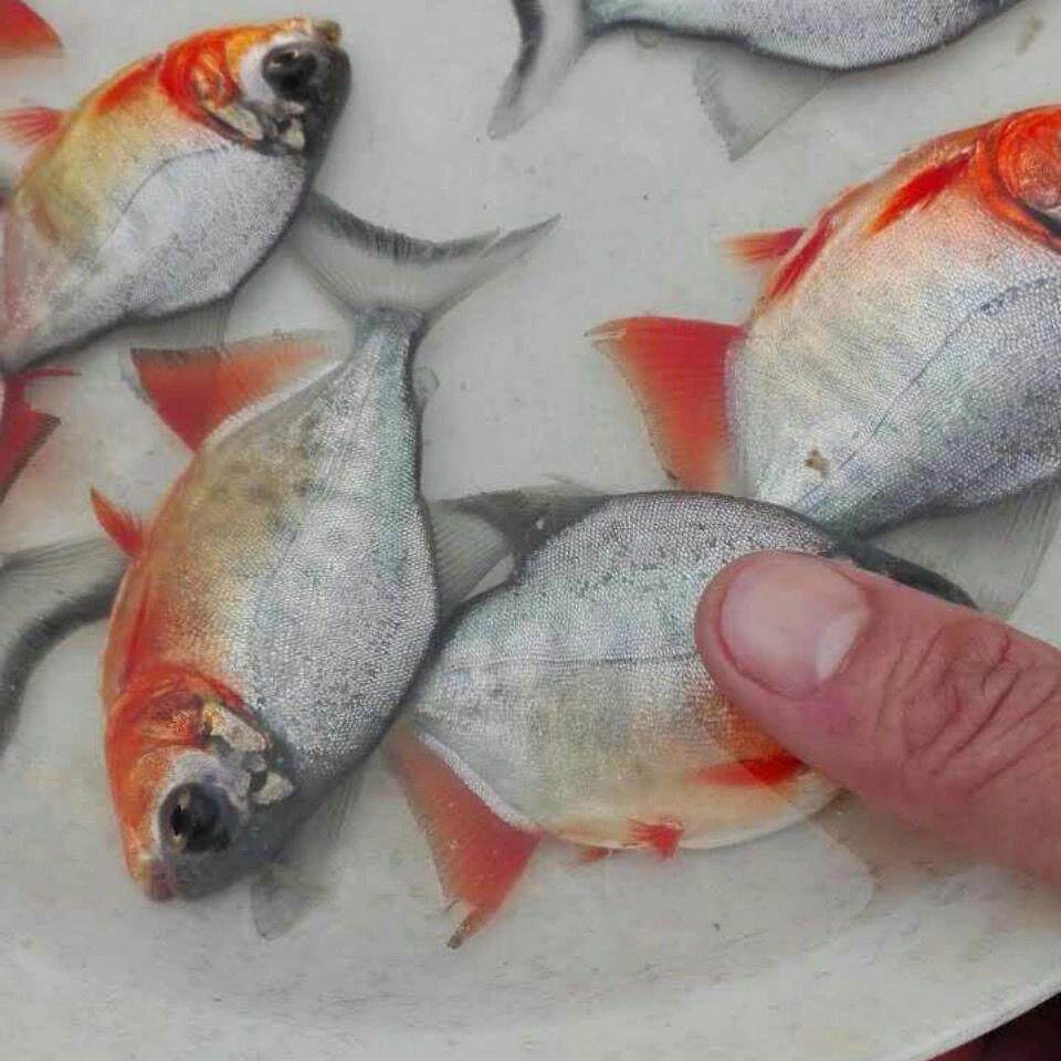 淡水白鲳鱼苗红鲳鱼苗食肉鱼食饲料鱼苗观赏鱼苗凶猛鱼苗