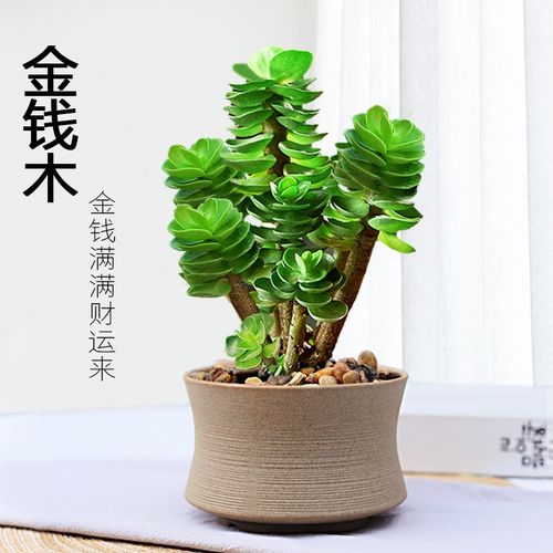 金钱木老桩盆栽多肉植物桌面肉肉小绿植室内好养植物净化空气盆栽
