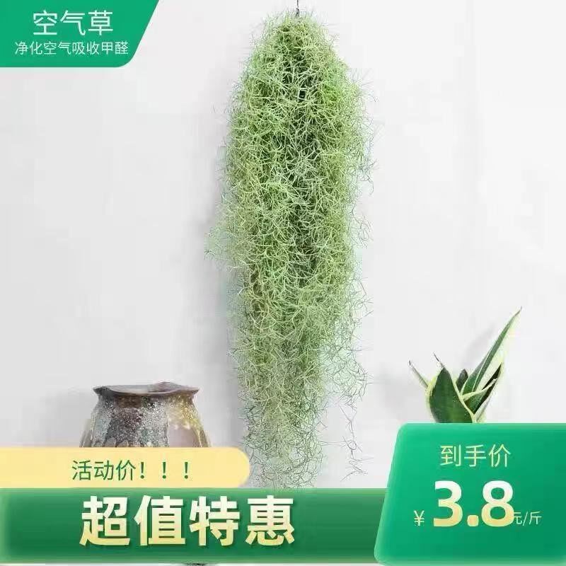 空气凤梨老人须松萝空气无土多肉植物吊兰室内装饰趣味懒人盆栽