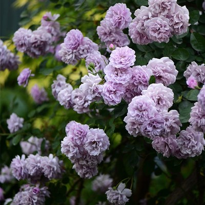 花知述 6/10加仑藤本花柱粉龙 蓝色阴雨庭院地栽盆栽