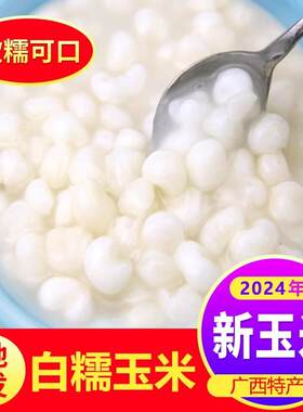 广西忻城珍珠糯玉米头白玉米干粒脱皮煮粥糖水玉米碴子餐饮雪芽