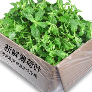 新鲜薄荷叶可食用薄荷叶农家现摘调味点缀装饰薄荷叶产地直发整箱