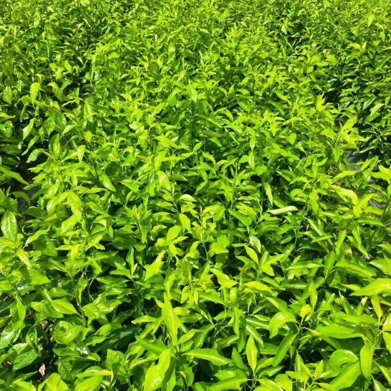 大量元素水溶肥218-12-2≥5保2%高氮型瓜果菜蔬果树肥CUZ保花果