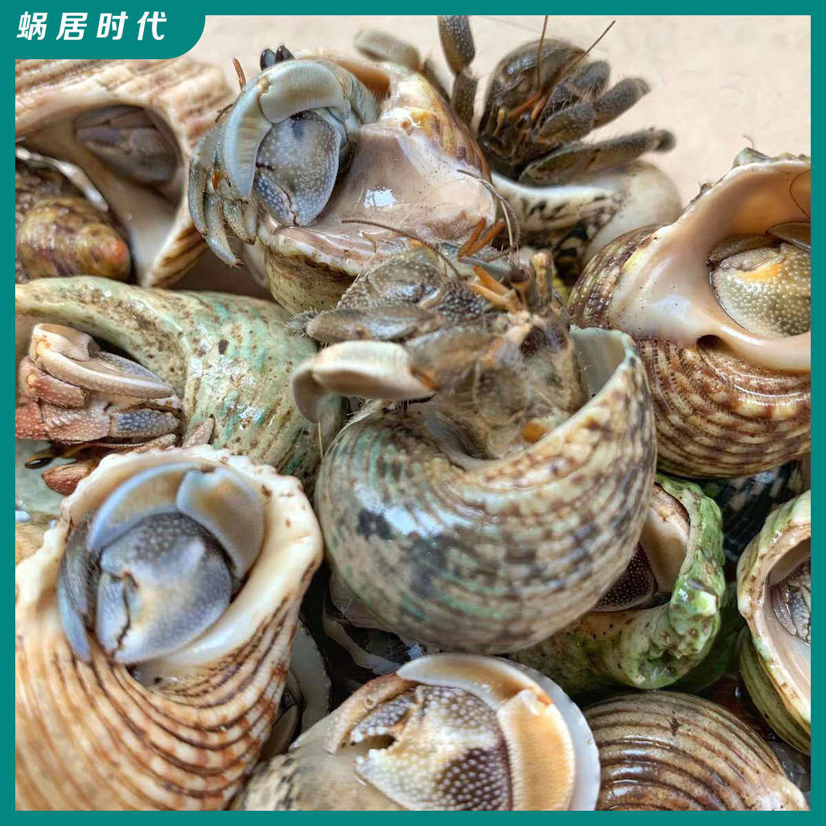 寄居蟹散批  灰白 短腕 淡紫里拉 黑莓 深紫  宠物活螃蟹观赏蟹