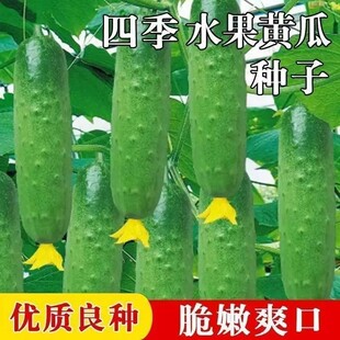 水果黄瓜种子高产南北方生吃旱黄瓜春秋季小菜园阳台四季蔬菜种籽