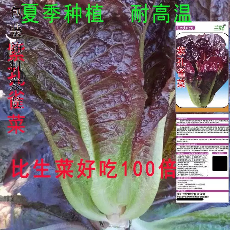 兰妃紫孔雀菜种子四季播脆甜不打