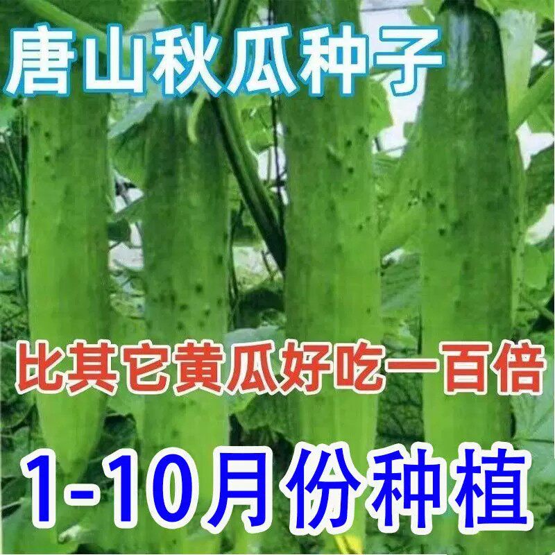 兰妃秋黄瓜种子高产阳台盆栽图片