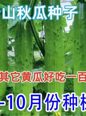 兰妃秋黄瓜种子高产阳台盆栽
