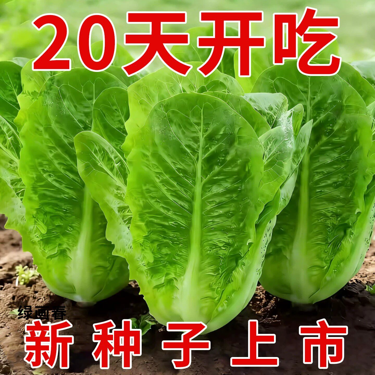 孔雀菜生菜种子四季耐寒盆栽