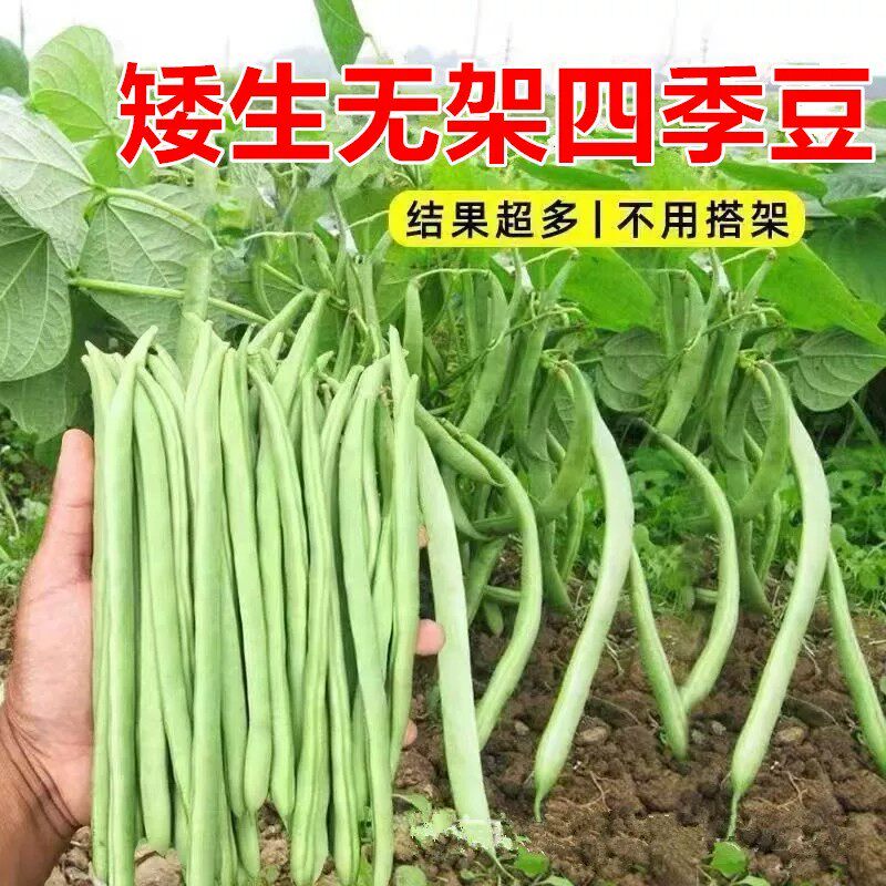 无架四季豆种子早熟地豆种籽矮生不搭架四季豆种子阳台可盆栽蔬菜