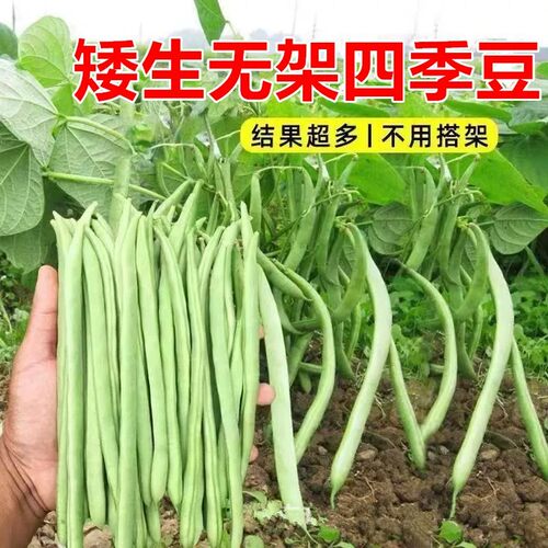 无架四季豆种子早熟矮生阳台盆栽