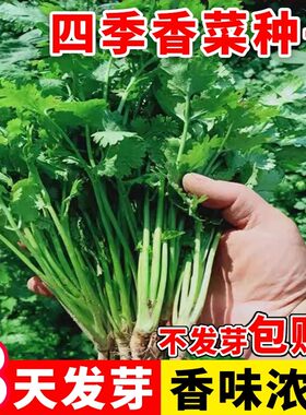 兰妃阳台农家四季香菜芫荽种子