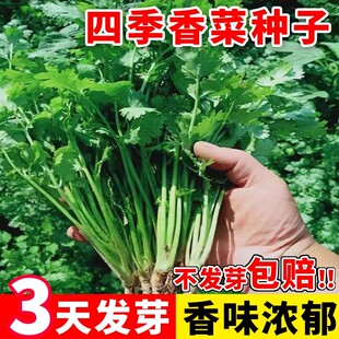 香菜种子阳台蔬菜大全农家小叶香菜菜种籽四季大叶芫荽籽种老品种