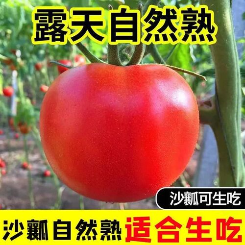 兰妃大粉西红柿种子高产抗热