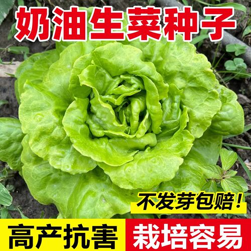 兰妃意大利生菜种子耐寒耐热生吃
