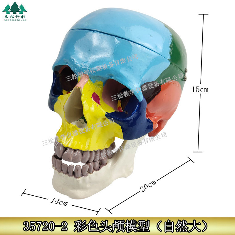 分离头骨头骨进口头颅骨模型头颅骨着色模型骨性模型彩色模型