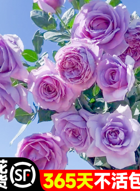 速发蓝色风暴上季带花大苗紫色适合台月养的老卉花桩四季开蔷薇玫