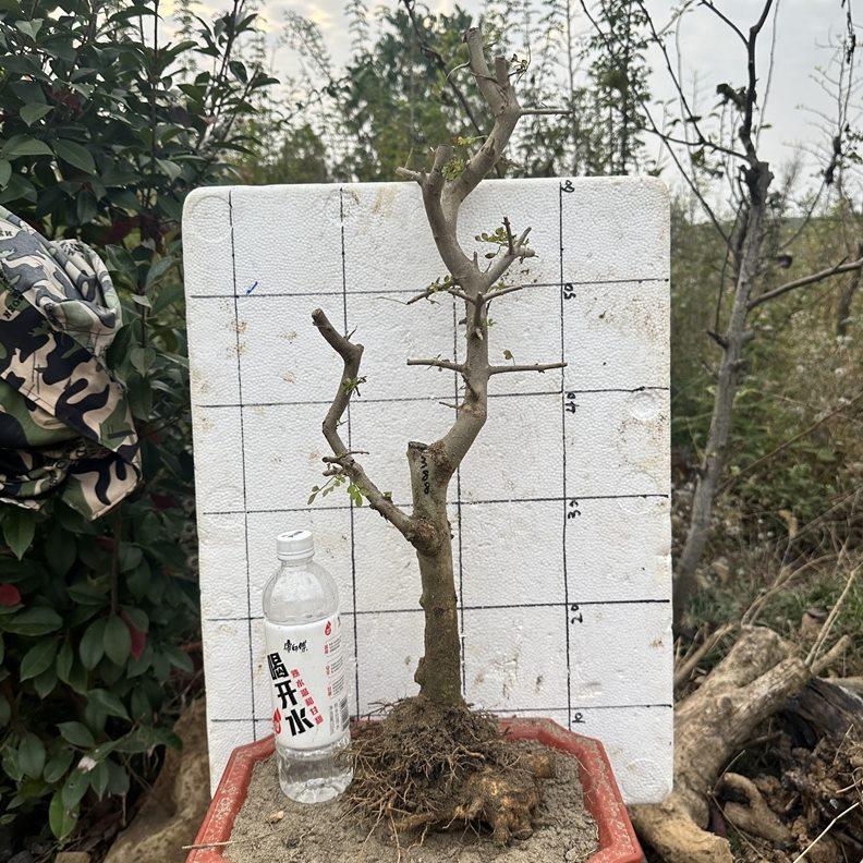 对节白蜡精品老桩盆景素材矮霸造型树京山山上植物耐寒熟桩盆