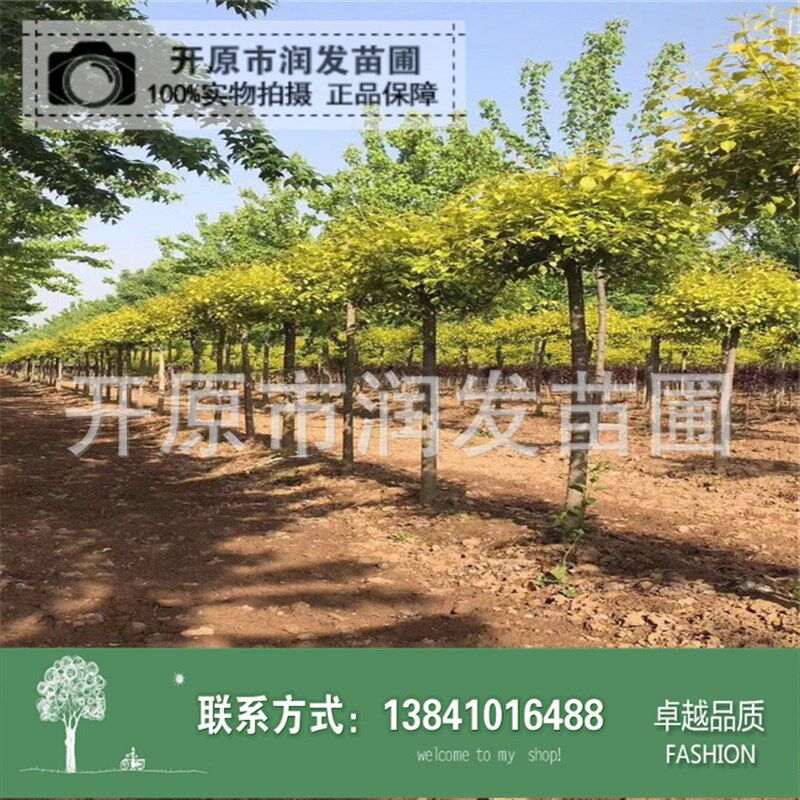 速发东北彩叶苗木金叶卫矛杆球 园林景观造型树金叶桃叶卫矛