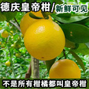 正宗德庆皇帝柑广东贡柑非沃橘脐橙新鲜水果整箱现摘现发非广西