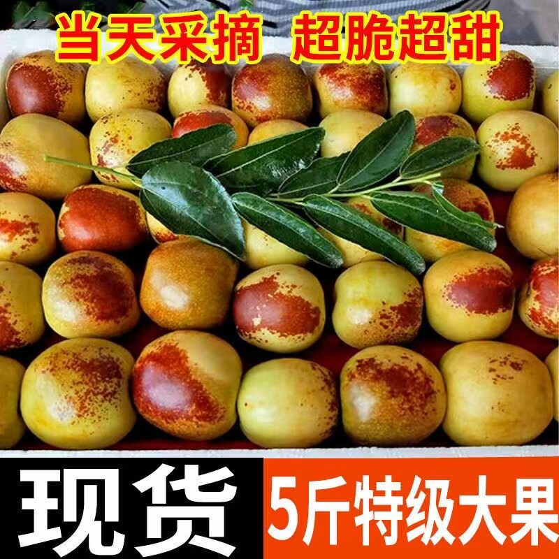 山东沾化冬枣新鲜大枣冰糖脆甜特大5斤应季水果当季枣子整箱