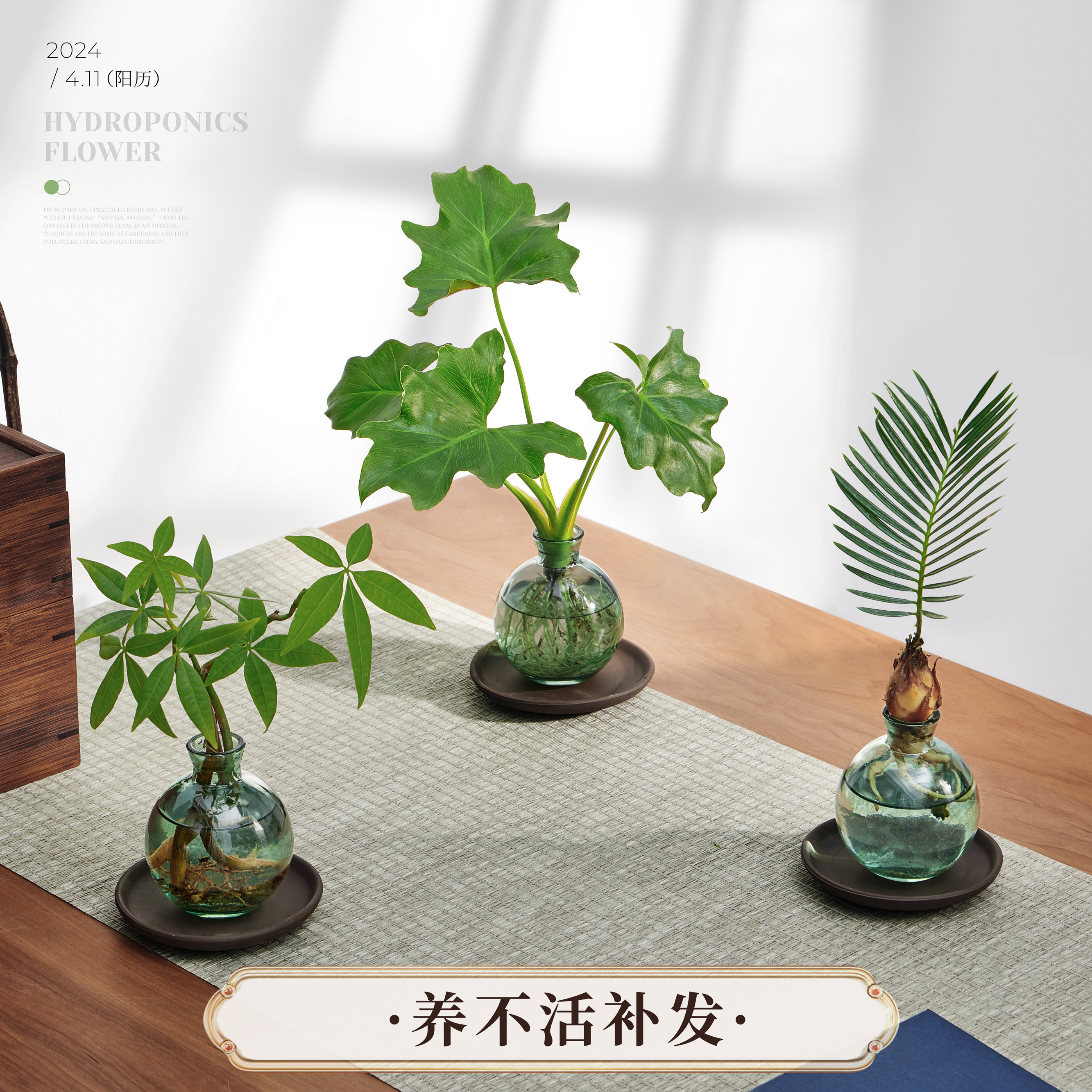 速发水培植物发财树青盆栽办公室内好水养绿萝四季常绿茶桌面小植