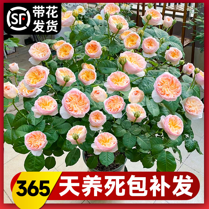 速发朱丽叶台季花苗盆栽果汁月欧大月花切花灌木浓香玫瑰花卉四季