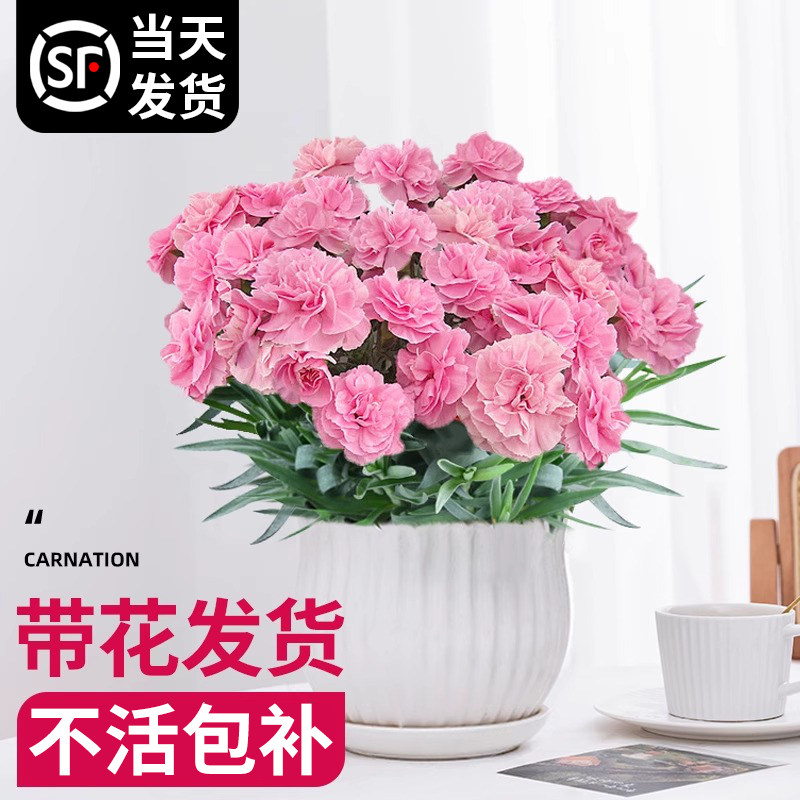 速发康乃馨盆栽带花苞花苗花卉绿物室内花桌面植植客开四季厅花好