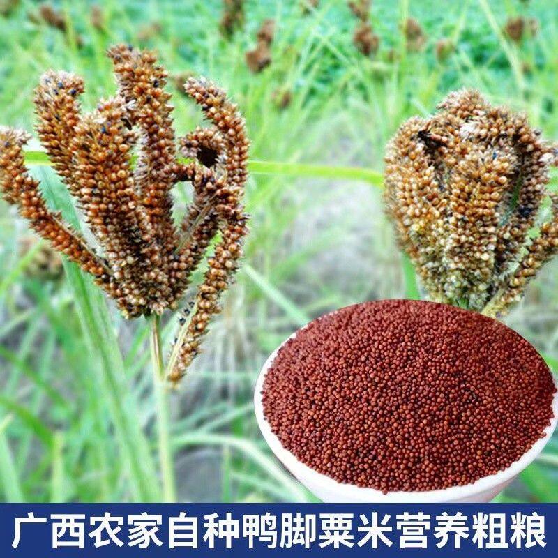 新货广西粟米粒龙爪粟拳头粟小婴儿枕头鸭脚粟米粥鸭脚栗米红色粟