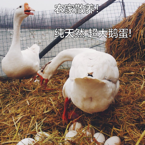 【买12送12】新鲜24枚散养棉鹅蛋农家散养现捡发孕妇健康餐食营养
