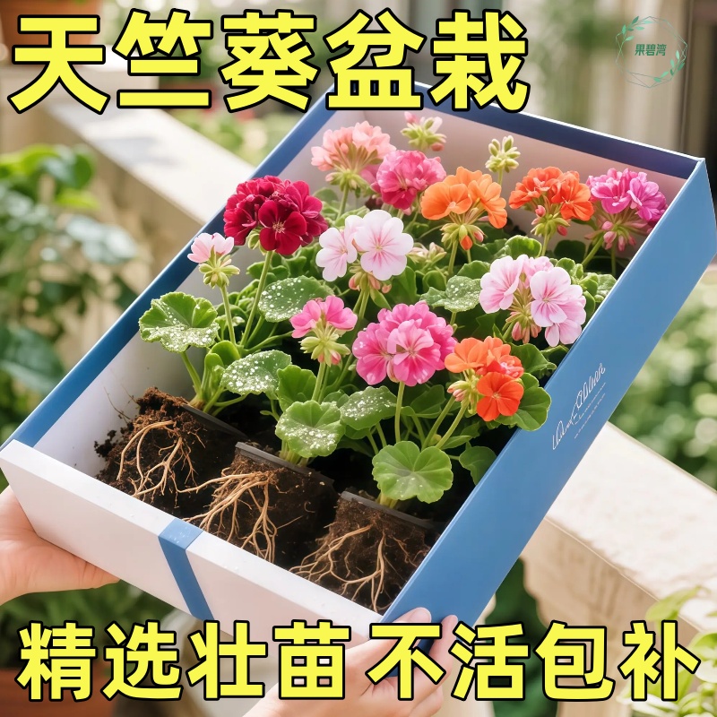 进口大花天竺葵带花苞发货花苗重瓣花卉庭院阳台开花不断盆栽