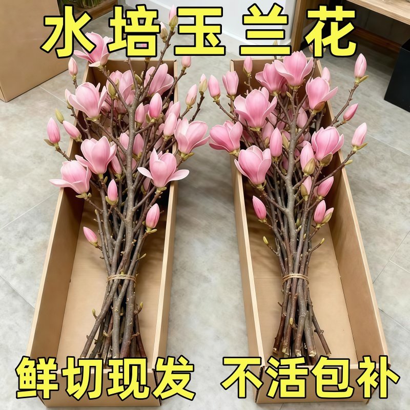 水培玉兰花鲜切枝带花苞腊梅干枝红梅鲜花卉室内好养植物,鲜花速递/花卉仿真/绿植园艺,红掌/凤梨/温室花卉,淘宝优惠券,粉丝福利购,淘宝优惠卷
