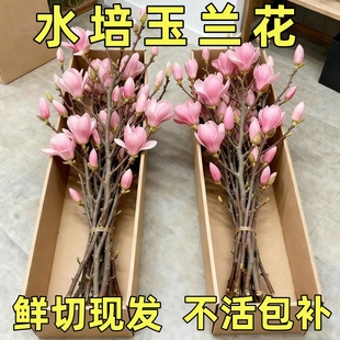 水培玉兰花鲜切枝带花苞腊梅干枝红梅鲜花卉室内好养植物