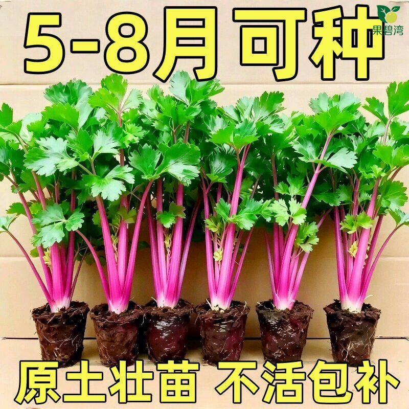 红芹苗小香芹蔬菜苗芹菜秧苗西芹苗芹菜根苗包邮盆栽阳台种植