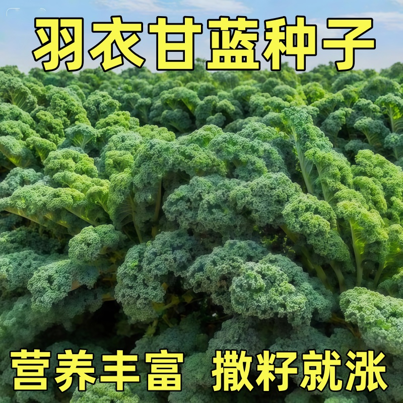 羽衣甘蓝菜籽种子紫色蔬菜种籽四季食用耐寒盆栽阳台羽衣甘蓝种孑
