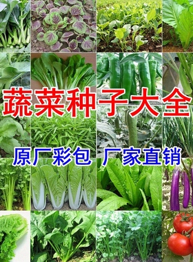 家庭蔬菜种子四季阳台盆栽香菜菠菜生菜萝卜辣椒小葱番茄籽孑大全