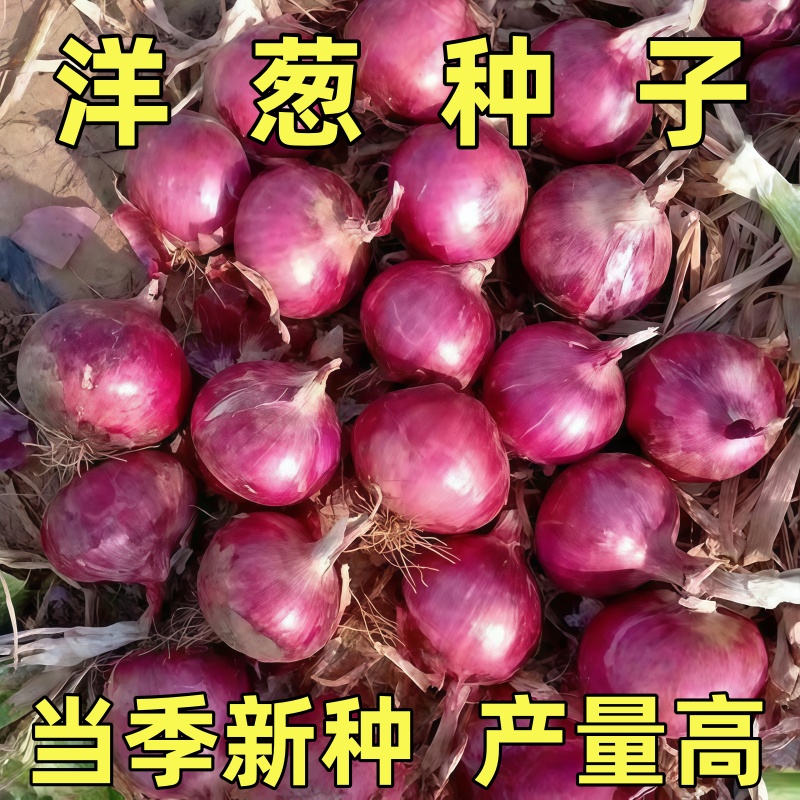 洋葱种子四季红皮高产春季种植苗特大紫色圆葱盆栽蔬菜四季葱种籽