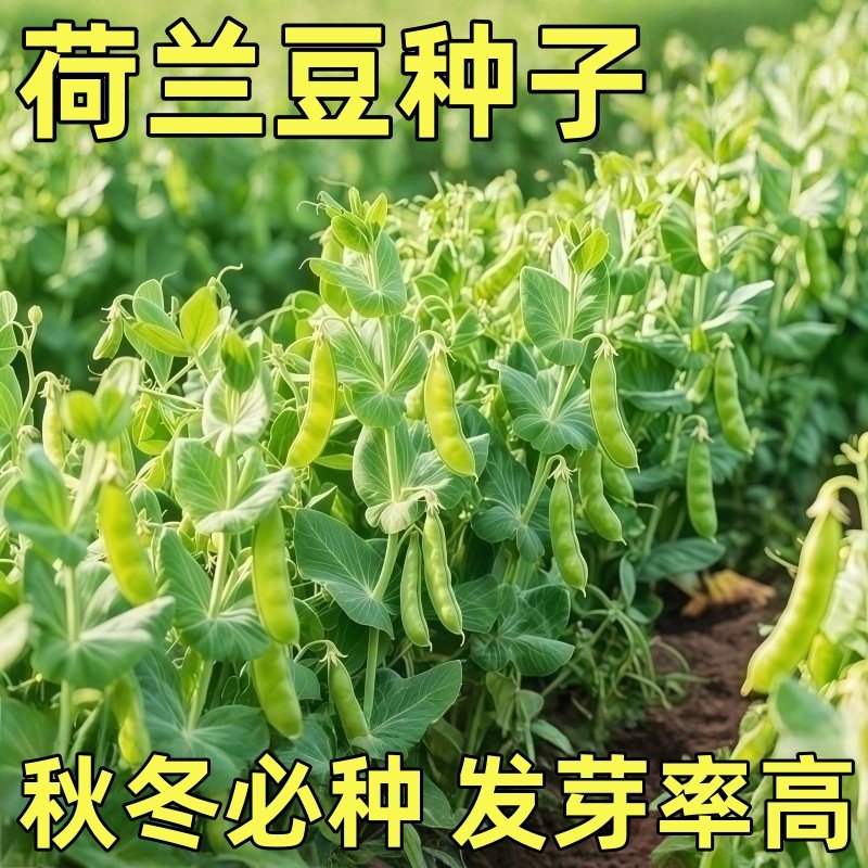 四季播荷兰豆种子耐寒搭架四季大荚菜豆豌豆豆角种籽农家蔬菜种籽,鲜花速递/花卉仿真/绿植园艺,家庭园艺种子,淘宝优惠券,粉丝福利购,淘宝优惠卷