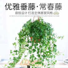 四季常春藤绿植盆栽水培植物室内净化空气吊兰爬藤好养花卉客厅