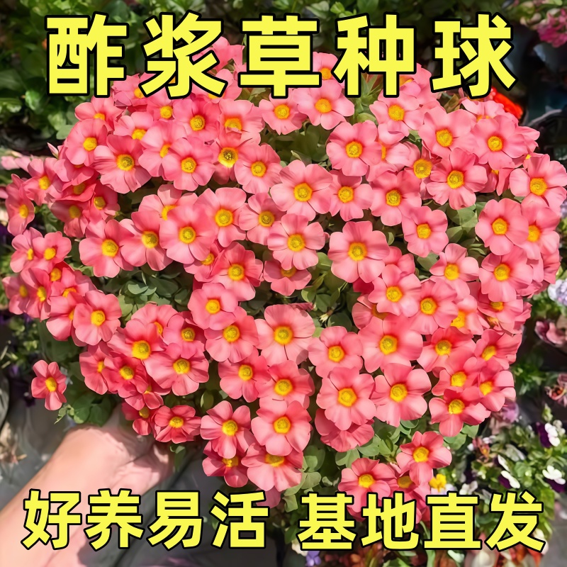 新品种多色酢浆草种球四季花卉阳台客厅庭院地栽花卉耐寒耐热盆栽