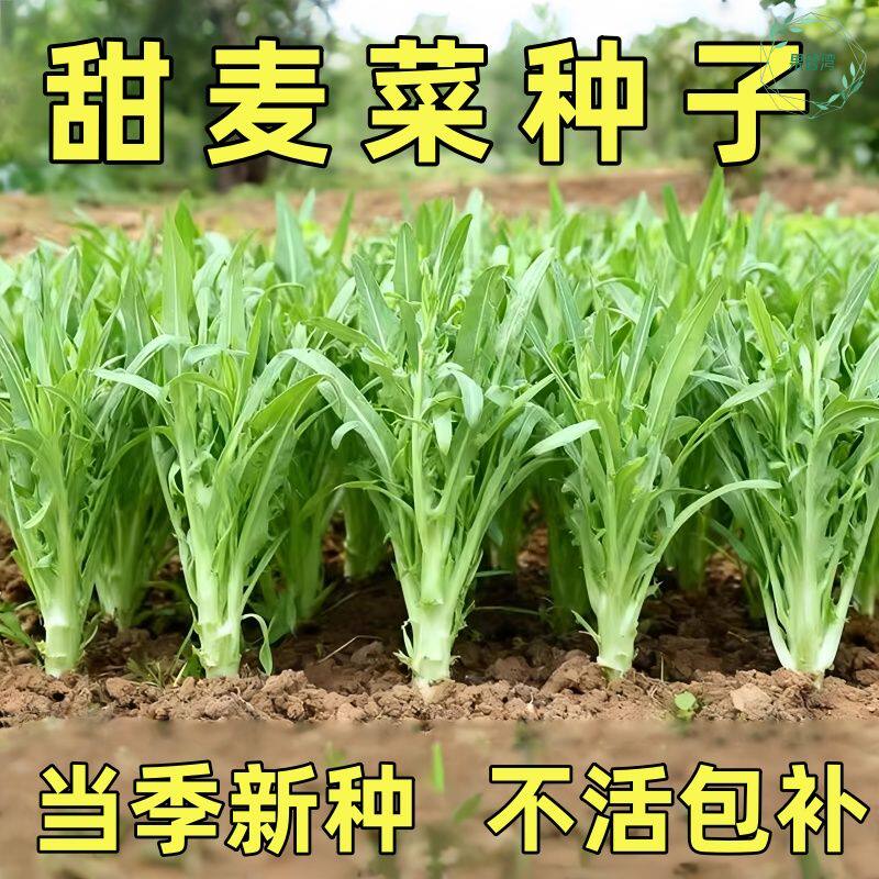 博白花芽甜唛菜种子正宗甜麦菜品种甜脆软嫩白梗爽口大田蔬菜种子