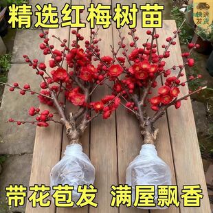 浓香型腊梅红梅树苗花卉红梅耐寒绿植盆栽室内外南北阳台庭院好养