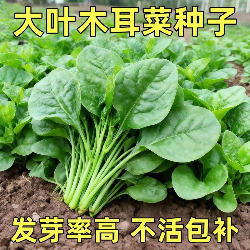 四季大叶木耳菜种子肉厚懒人耐高温耐湿阳台盆栽高钙易种蔬菜种籽