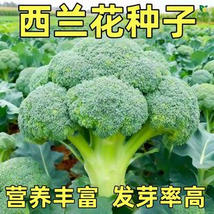 西兰花菜种子有机松花菜种籽花椰菜高产绿色花菜种孑春秋四季蔬菜