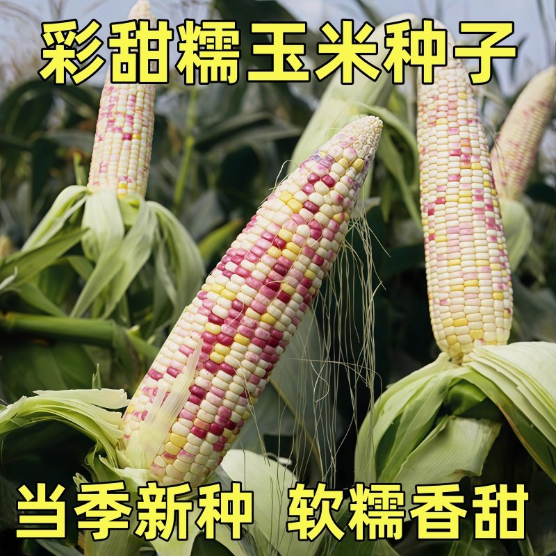 彩甜糯玉米种籽大棒花甜糯玉米种子软糯香粘黏玉米种孑大田玉米种,鲜花速递/花卉仿真/绿植园艺,种苗/半成品盆栽,淘宝优惠券,粉丝福利购,淘宝优惠卷