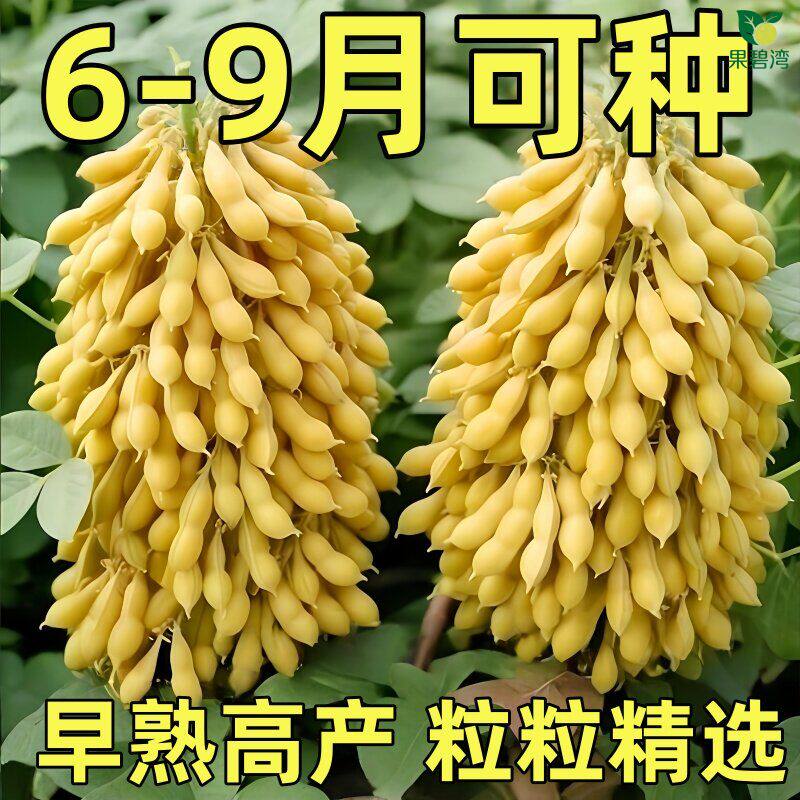 超级千斤豆黄豆种子早黄豆农家自种大豆种籽高产早熟抗病地栽盆栽图片